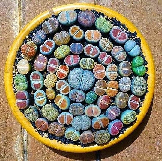 Indoor Gardens