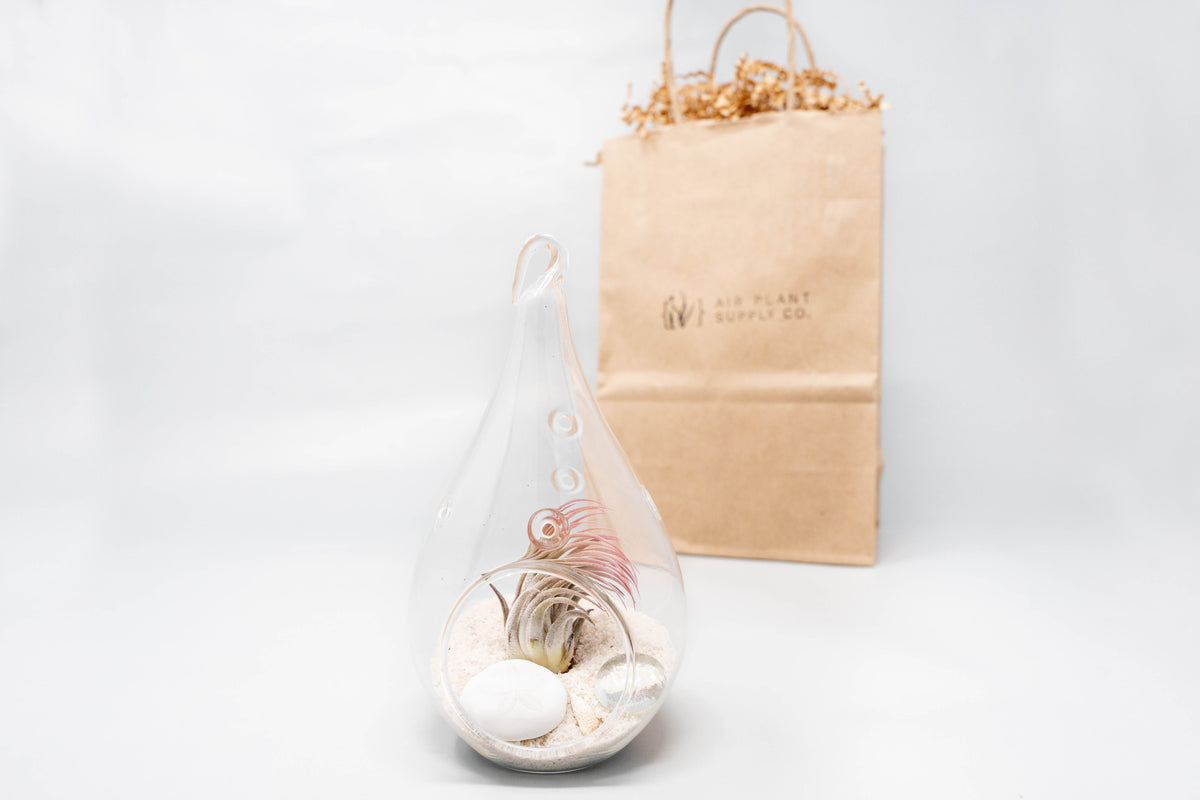 Gift Wrapped Terrarium Kits with Tillandsia Air Plants