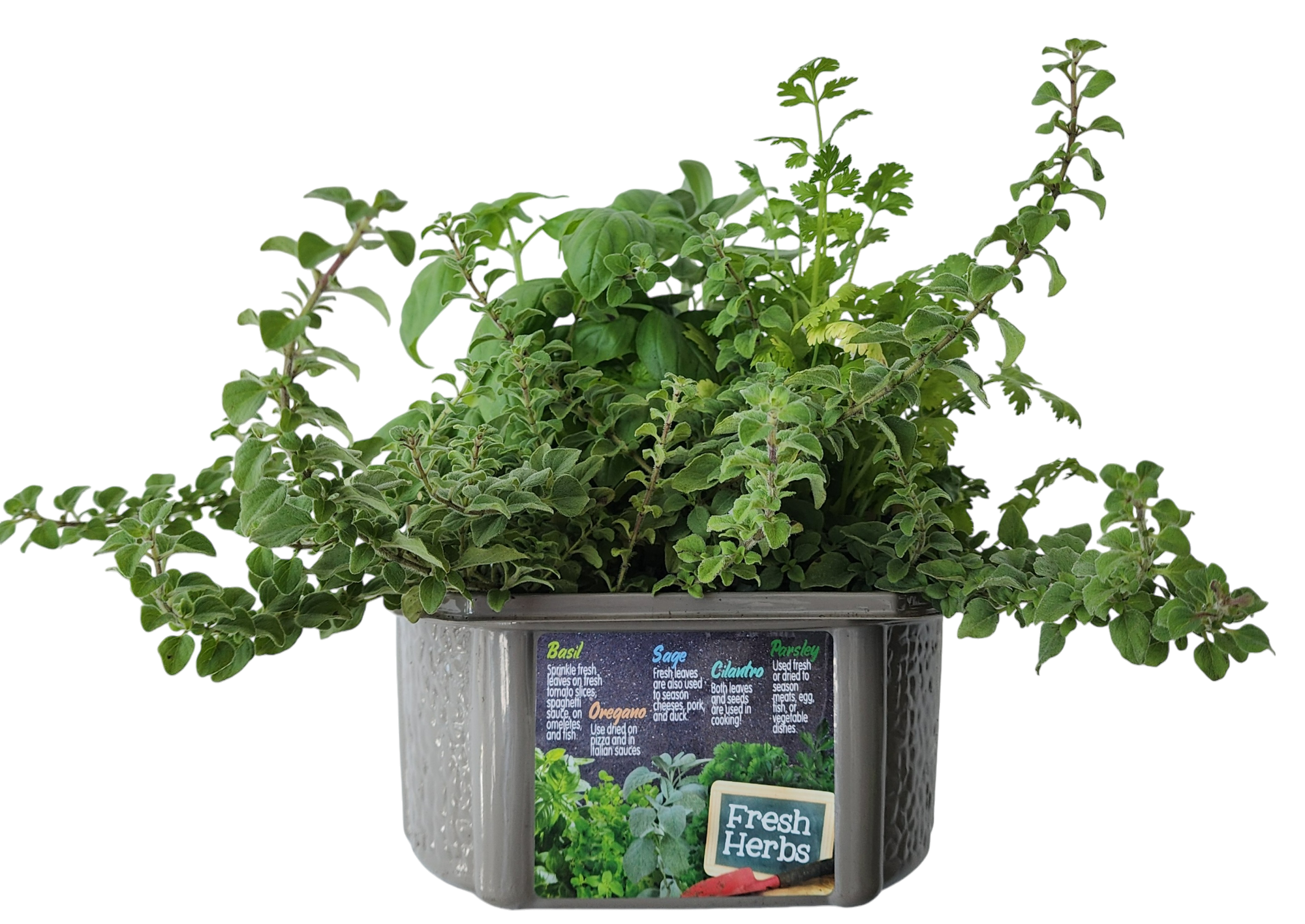 Culinary Herb Collection Biosphere Terrarium
