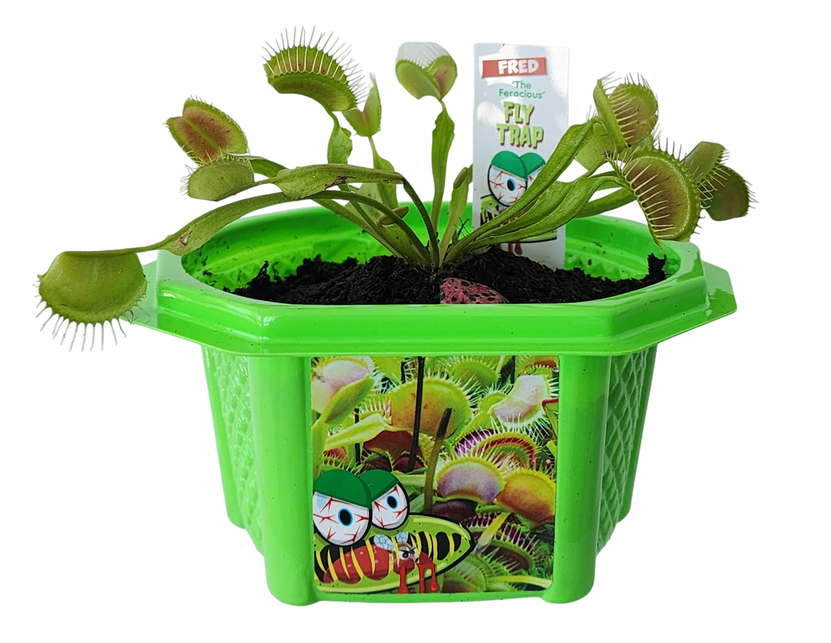 Fred 'The Ferocious' Flytrap Micro Dome Terrarium