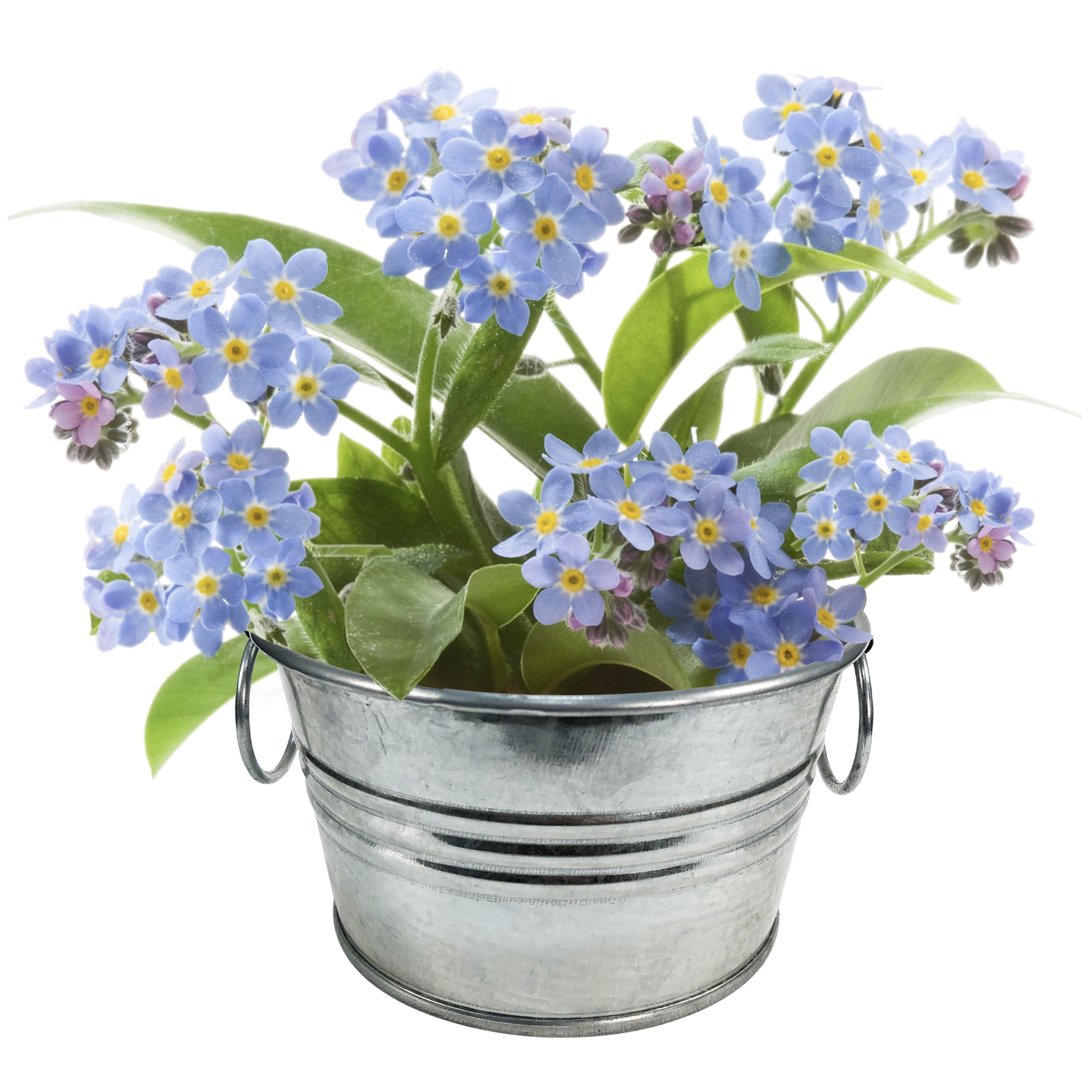 Flowering Tin Garden Variety Pack - 1 Each of 3 Varieties