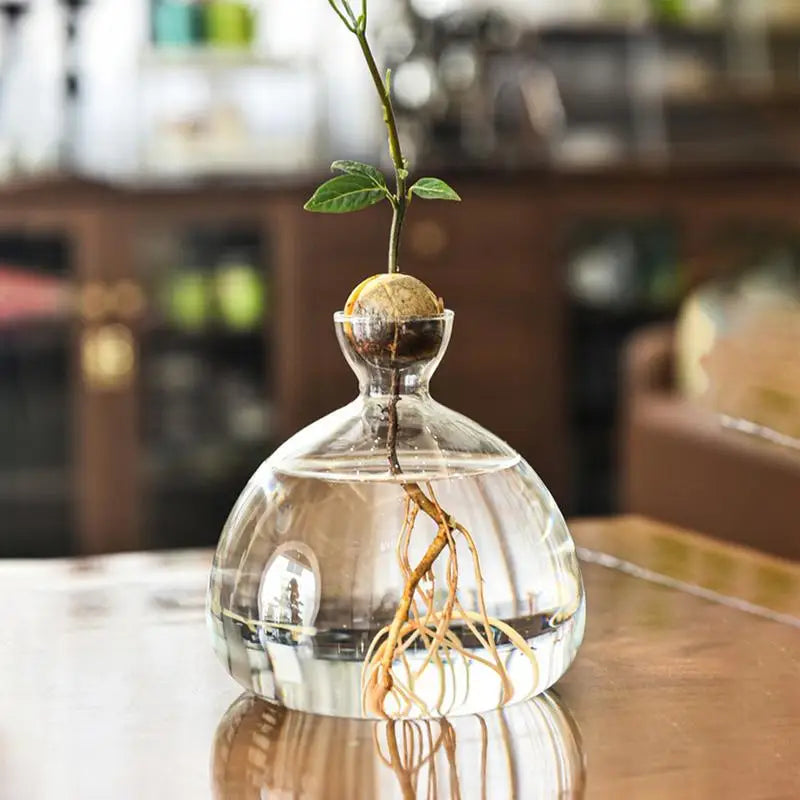 DecorBites™ Glass Avocado Seed Starter Vase Kit