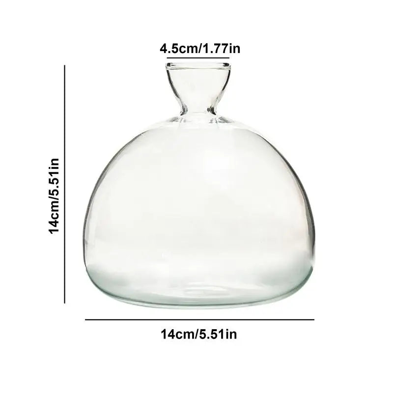 DecorBites™ Glass Avocado Seed Starter Vase Kit