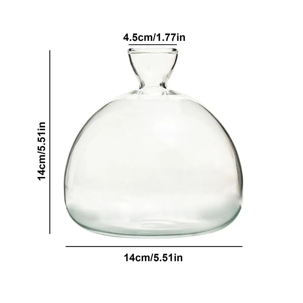 DecorBites™ Glass Avocado Seed Starter Vase Kit