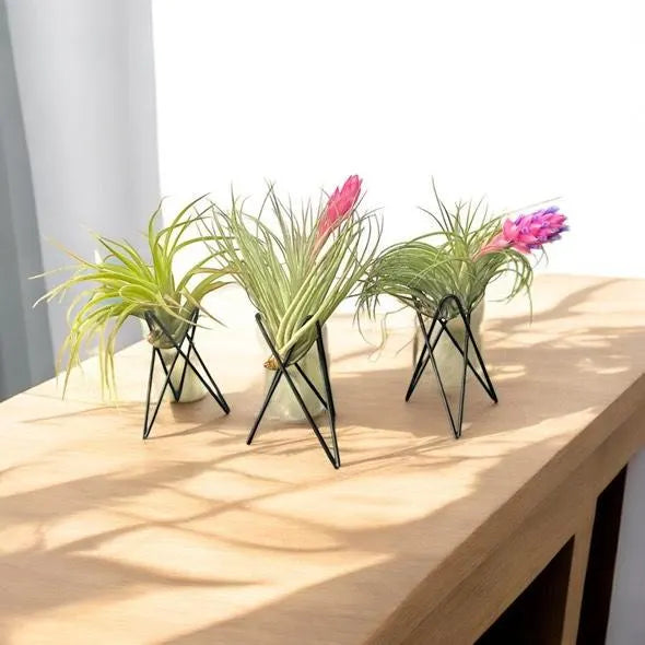 Geometric Air Plant Stand – Modern Metal Plant Holder with Live Tillandsia – Minimalist Desk or Shelf Decor