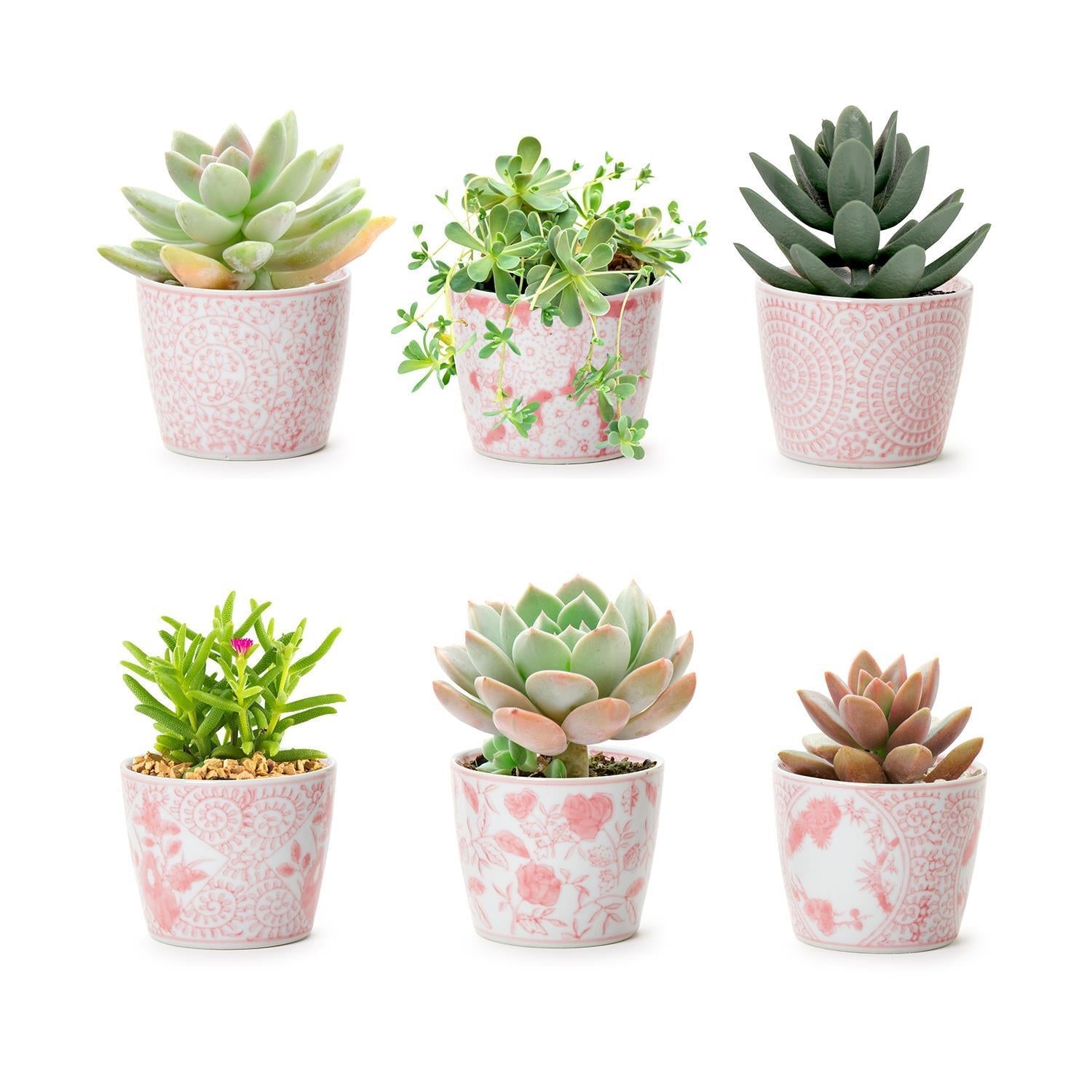 Mini Pink Hand-Painted Porcelain Cachepots Set Of 6 Decorative Planters