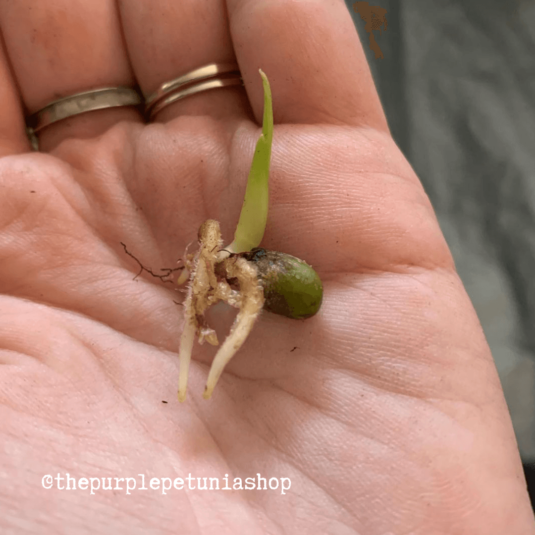 Monstera Deliciosa "Swiss Cheese Plant" Seeds