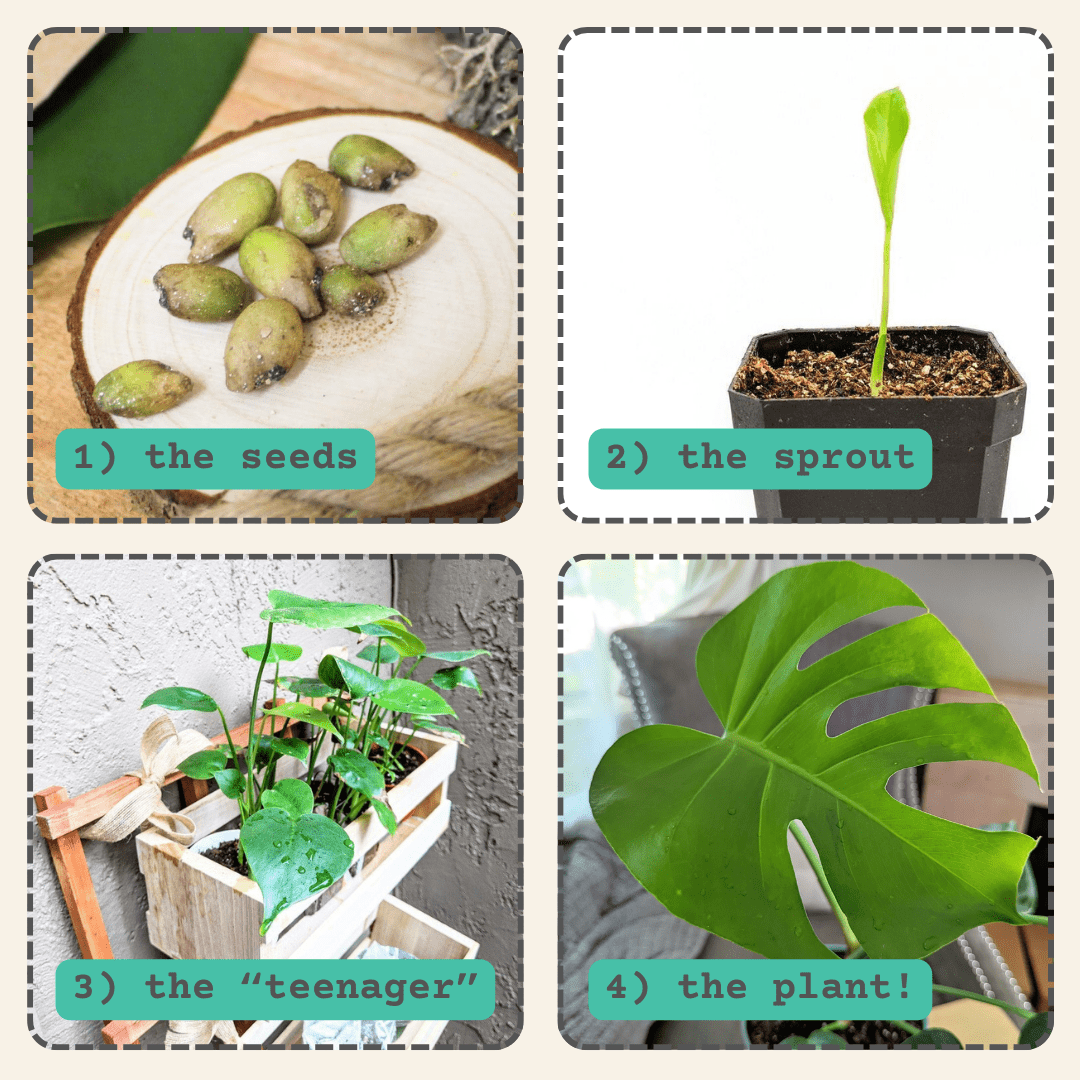 Monstera Deliciosa "Swiss Cheese Plant" Seeds